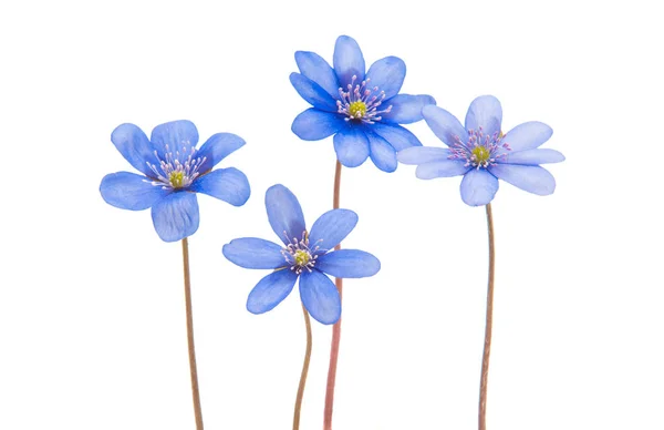 Hepatica Nobilis Fehér Alapon — Stock Fotó