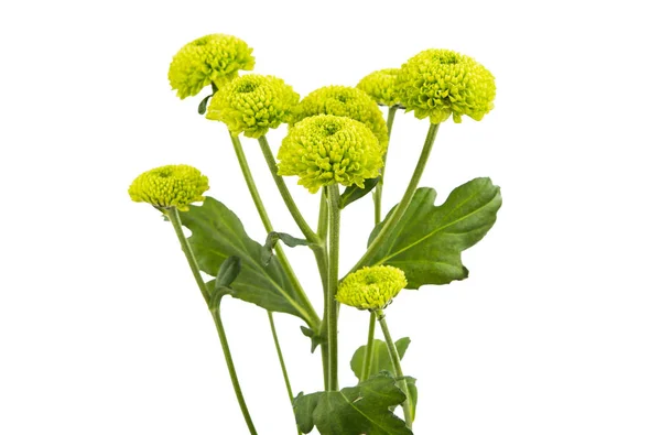 Chrysanthemum Isolated White Background — Stock Photo, Image