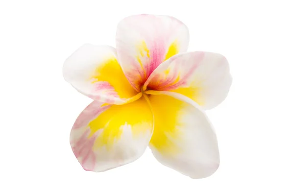 Plumeria Fleurs Isolées Sur Fond Blanc — Photo