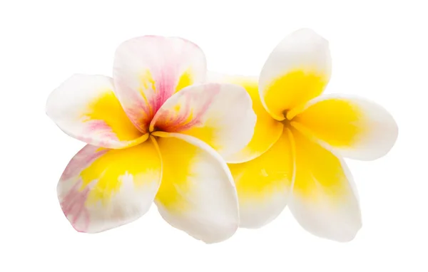 Plumeria Fleurs Isolées Sur Fond Blanc — Photo