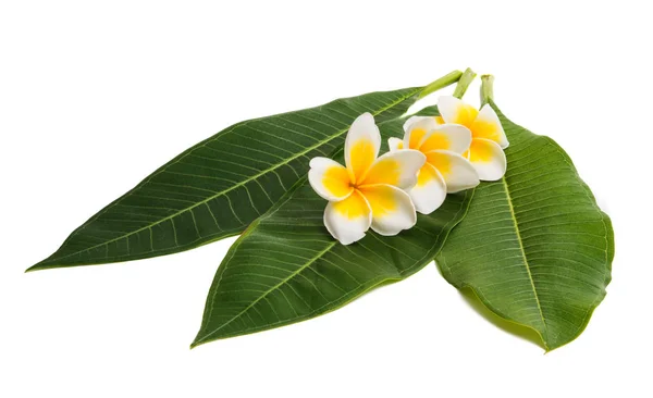 Plumeria Flores Aisladas Sobre Fondo Blanco — Foto de Stock