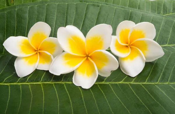 Plumeria Bloemen Geïsoleerd Witte Achtergrond — Stockfoto