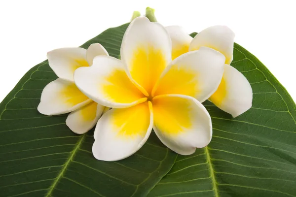 Plumeria Blommor Isolerad Vit Bakgrund — Stockfoto