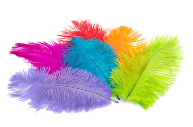 Beyaz arka plan üzerinde izole renkli devekuşu tüyü