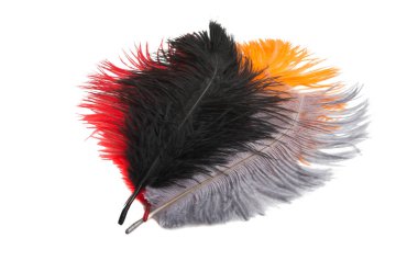 Beyaz arka plan üzerinde izole renkli devekuşu tüyü