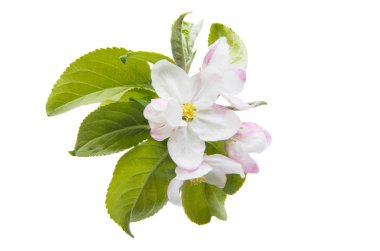 Beyaz arka plan üzerinde izole Apple çiçekler