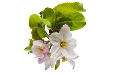 Beyaz arka plan üzerinde izole Apple çiçekler