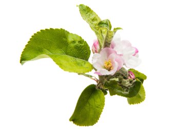 Beyaz arka plan üzerinde izole Apple çiçekler