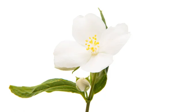 Квіти Жасмину Ізольовані Білому Тлі — стокове фото
