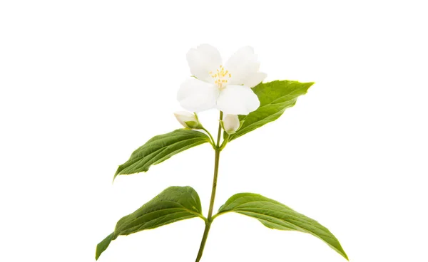 Kwiaty Jaśminu Izolowane Białym Tle — Zdjęcie stockowe