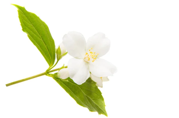 Jasmine Flowers Isolated White Background — Stock Photo, Image