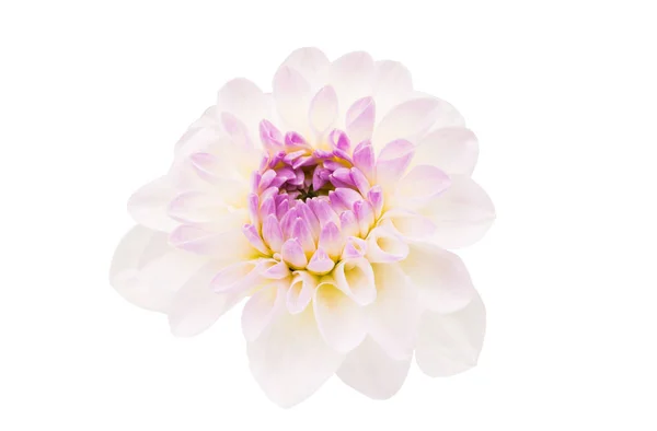 白い背景に隔離された白い菊 — ストック写真
