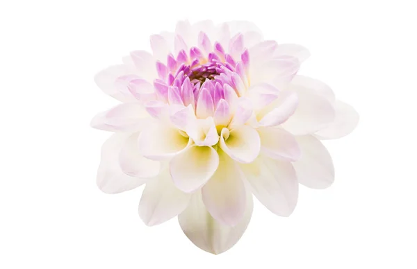 Witte Chrysant Geïsoleerd Witte Achtergrond — Stockfoto