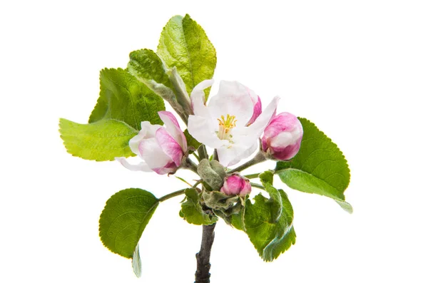 Яблочные Цветы Белом Фоне — стоковое фото