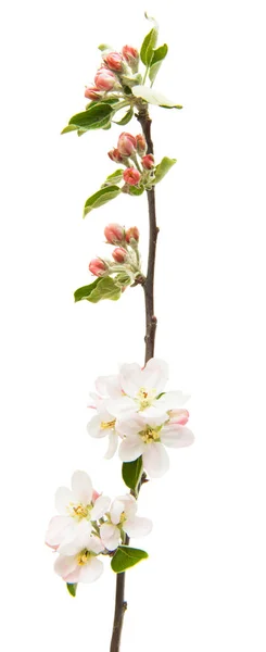 Apple Květiny Izolovaných Bílém Pozadí — Stock fotografie