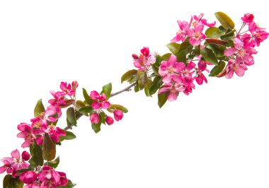 çiçekler beyaz arka plan üzerinde izole Apple ile şube