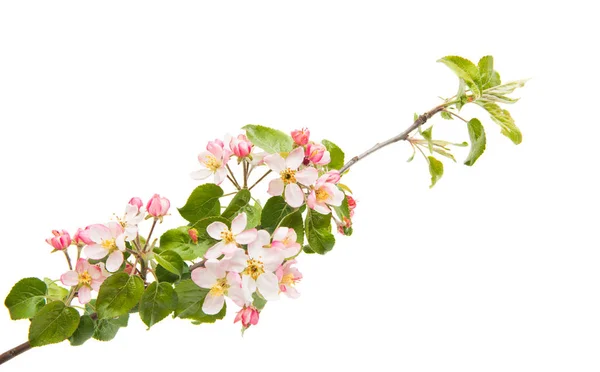 Çiçekler Beyaz Arka Plan Üzerinde Izole Apple Ile Şube — Stok fotoğraf