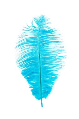 renk devekuşu tüyü beyaz arka plan üzerinde izole