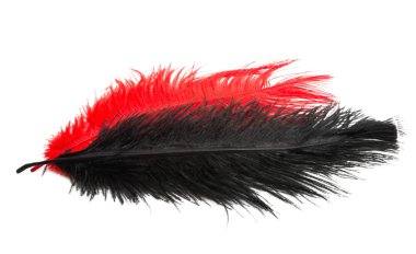 renk devekuşu tüyü beyaz arka plan üzerinde izole