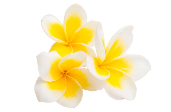 Plumeria Flor Isolada Fundo Branco — Fotografia de Stock