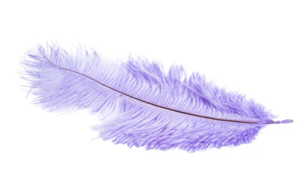 Color Ostrich Feather Isolated White Background — Stock Photo, Image