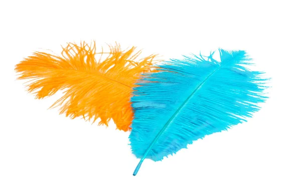 Color Ostrich Feather Isolated White Background — Stock Photo, Image