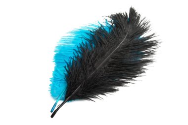 renk devekuşu tüyü beyaz arka plan üzerinde izole