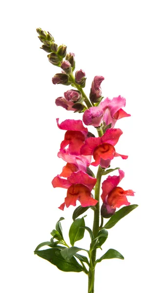 Snapdragon Flor Vermelho Isolado Fundo Branco — Fotografia de Stock