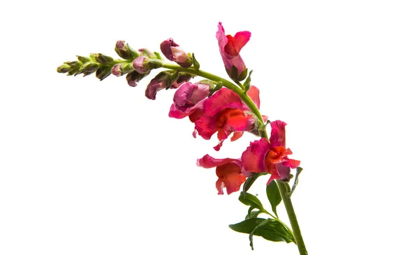 Schnappdrachenblume Rot Isoliert Auf Weißem Hintergrund — Stockfoto