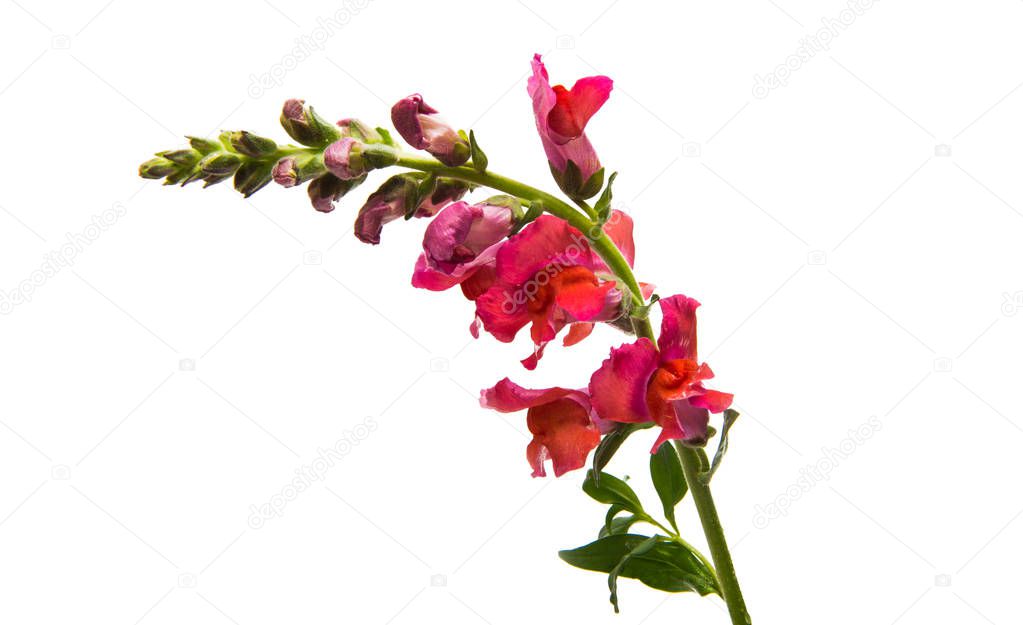 snapdragon flower red isolated on white background