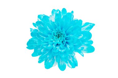 Kasımpatı beyaz arkaplanda izole edildi