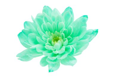 Kasımpatı beyaz arkaplanda izole edildi