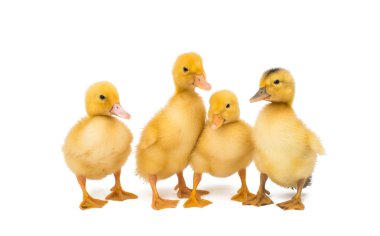 Beyaz arka planda izole edilmiş küçük yavrular.