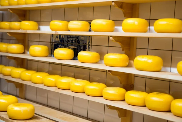 Dutch cheese factory shop