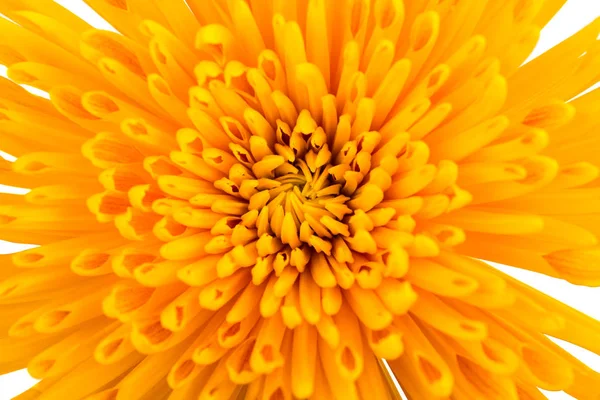 Krysantemum Isolerad Vit Bakgrund — Stockfoto
