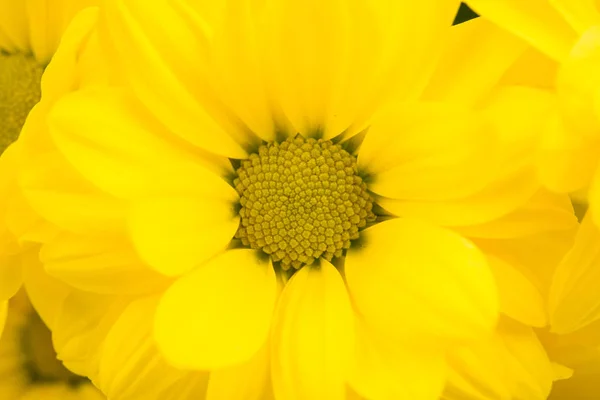 Хризантема Выделена Белом Фоне — стоковое фото