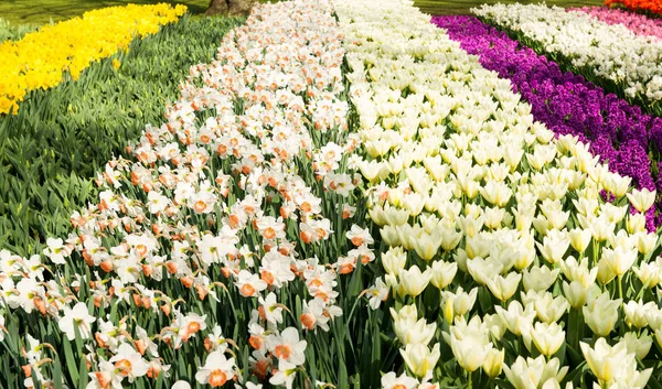 Весенние Цветы Парке Ранней Весной — стоковое фото