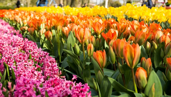 Bahar Çiçekleri Erken Baharda Parkta — Stok fotoğraf