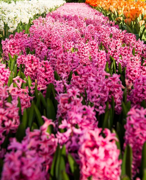 Bahar Çiçekleri Erken Baharda Parkta — Stok fotoğraf