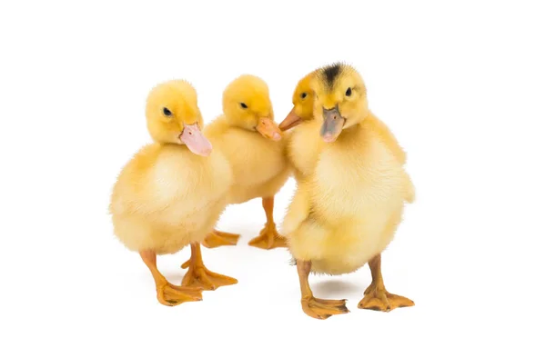 Little Goslings Isolated White Background — Stock Photo, Image