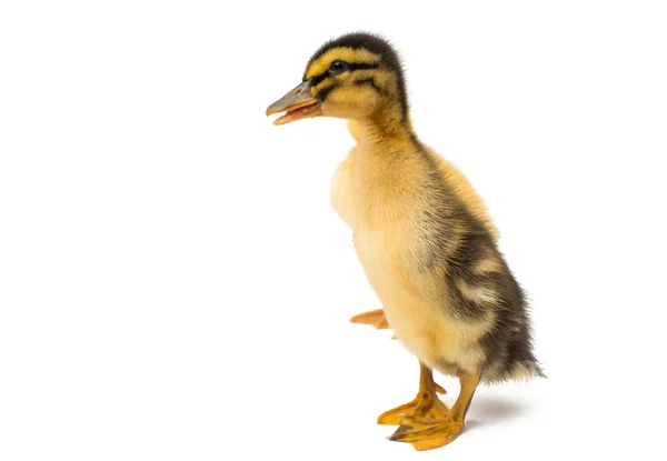 Pequeños Goslings Aislados Sobre Fondo Blanco —  Fotos de Stock