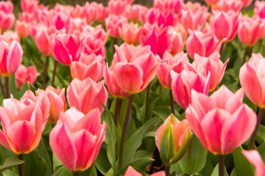 bahar bir flowerbed büyüyen çiçekler