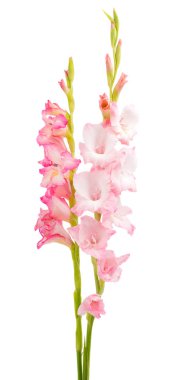 Beyaz arka plan üzerinde izole Glayöl çiçek