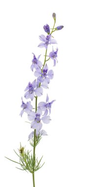 Beyaz arka planda yaban çiçekleri