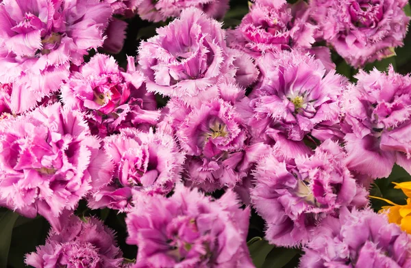 Flores Primavera Tulipas Crescendo Canteiro Flores — Fotografia de Stock