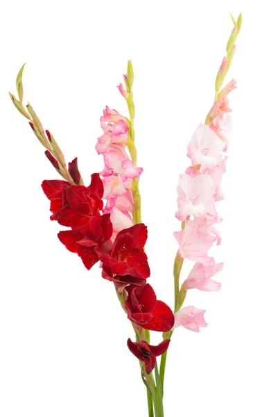 Gladiolus Flor Isolada Fundo Branco — Fotografia de Stock