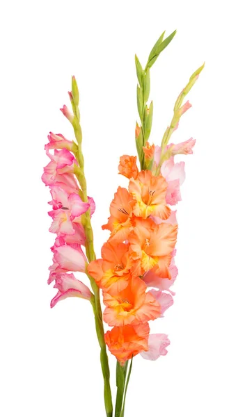 Gladiolus Blomma Isolerad Vit Bakgrund — Stockfoto