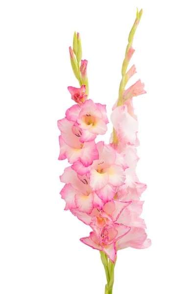 Gladiolus Flor Isolada Fundo Branco — Fotografia de Stock