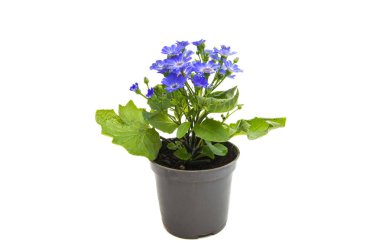 Beyaz arka plan üzerinde izole mavi cineraria