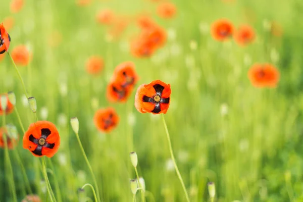 Wild Poppies Growing Meadow — Stock Photo, Image